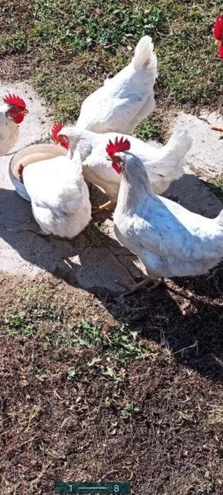 Продажа курей несушки Балхаш