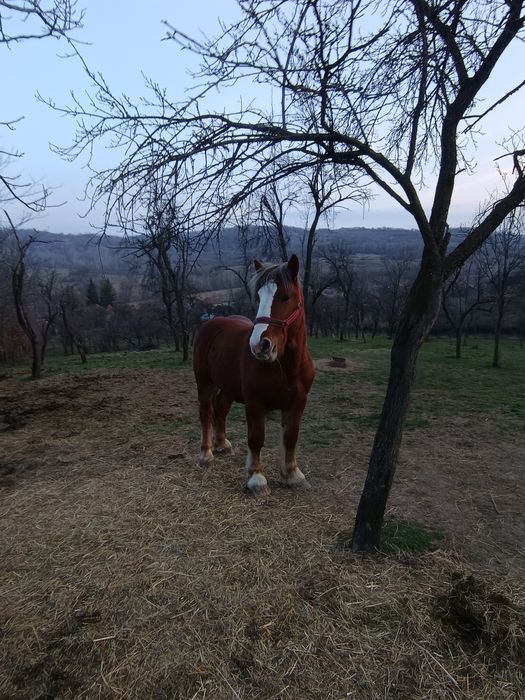 Armăsar 1 an și 7 luni