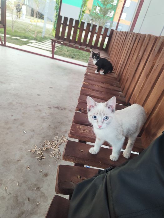 Отдам даром  котятов