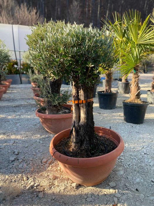 Maslin Elegant 1.5m