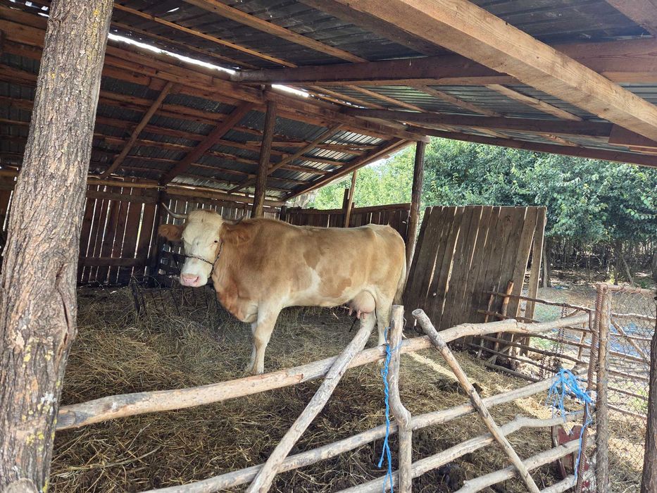 Vaca  si juninca de vanzare