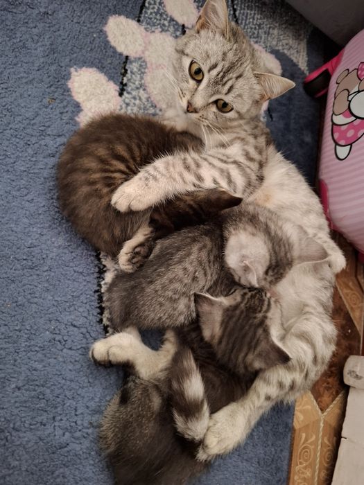 Отдам котят и кошку