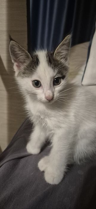 Кошечка 2 месяца