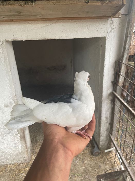 Vând porumbei jucători de amara