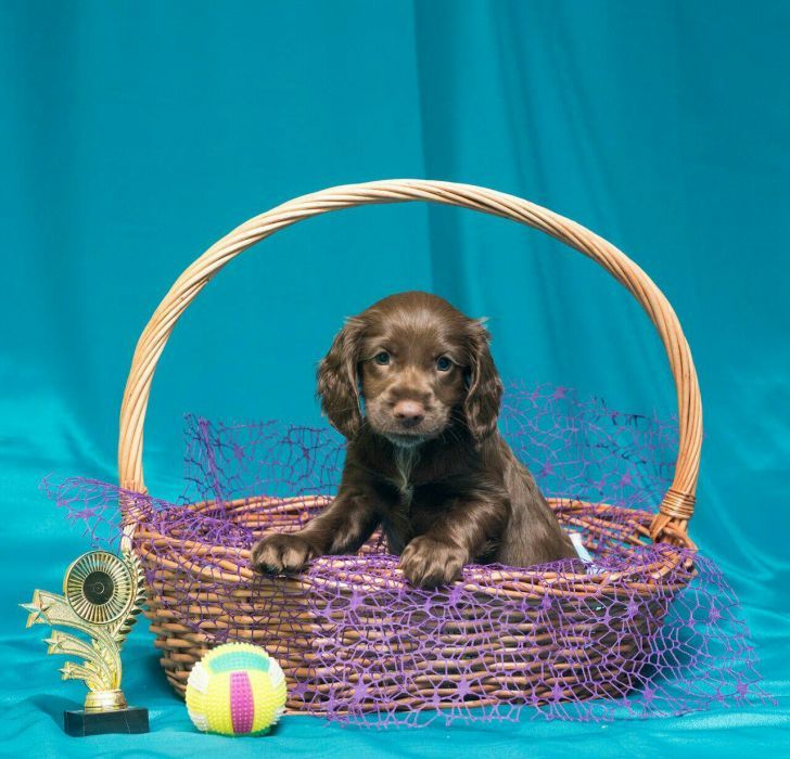 Шоколадные спаниельки