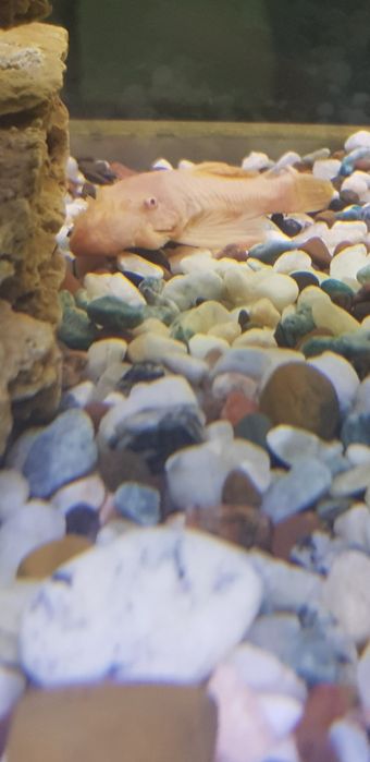 анцитрус золотистый, 10-12 см.