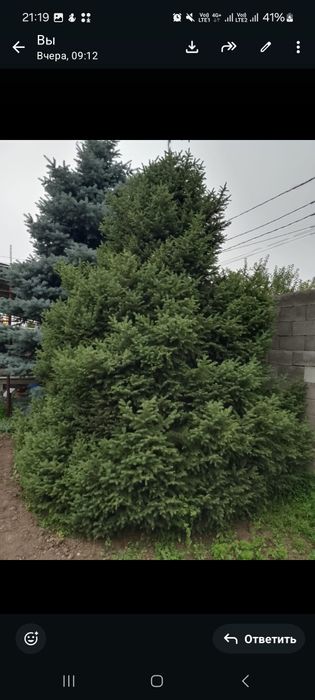 Продам, срочно. Голубая ель.