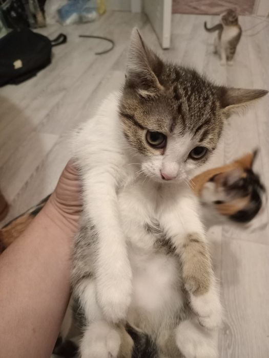 Отдам даром котят