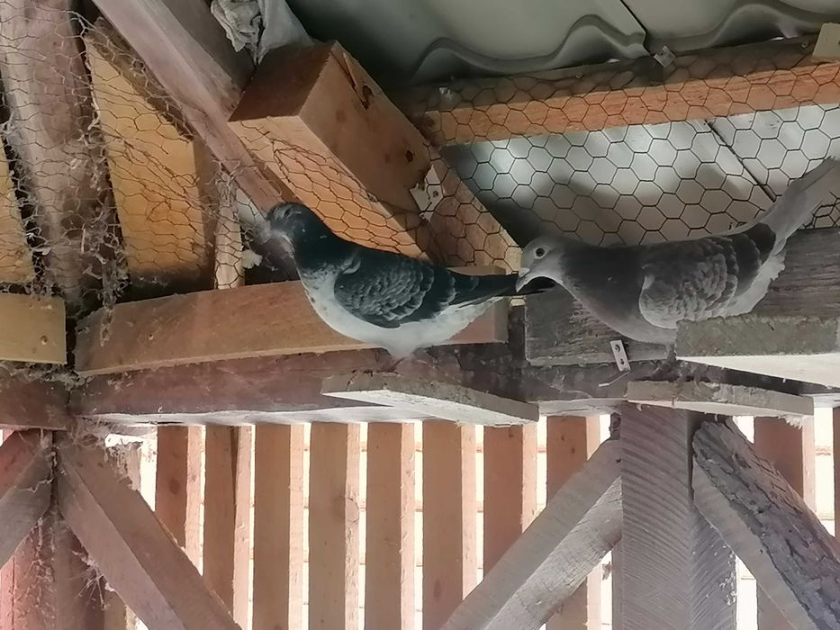 Vând porumbei voiajori de concurs