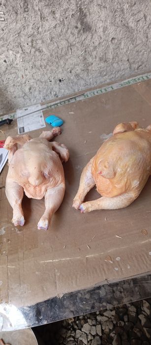 Бройлеры, тауық еті