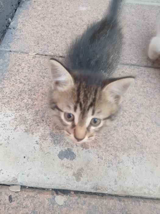 Котята в хорошие руки