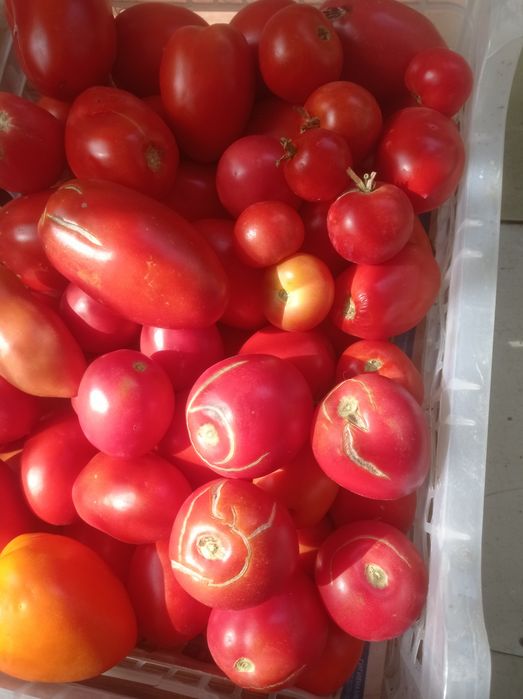 Продам помидоры домашние