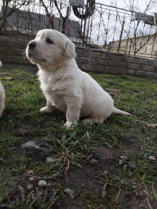 Pui Golden Retierver