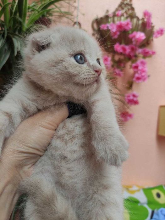 Продается элитный котенок фолд, мальчик, лилового окраса.
