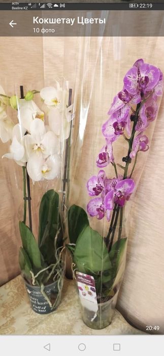Орхидеи в наличии