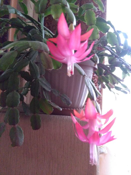 Декабрист   - шлюмбергер