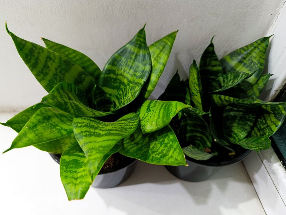 Цветы самые разные комнатные