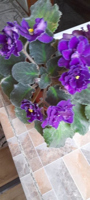 Продаются фиалки.