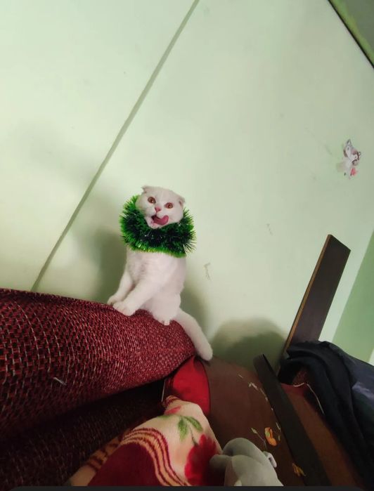 Sotiladi zotli mushuk.skottish fold.o'gil bola