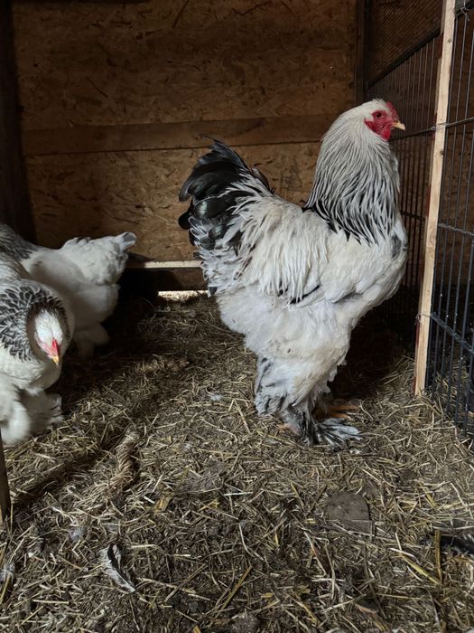 Oua de brahman gold si de brahman herminat deschis