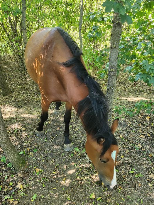 Vând armăsar si manza