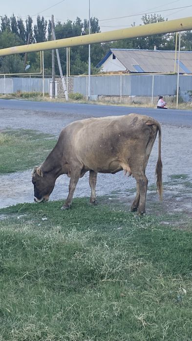 Корова сиыр сатылады