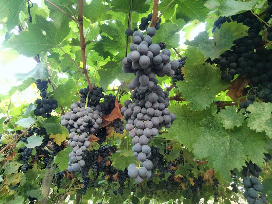 Продавам бяло грозде