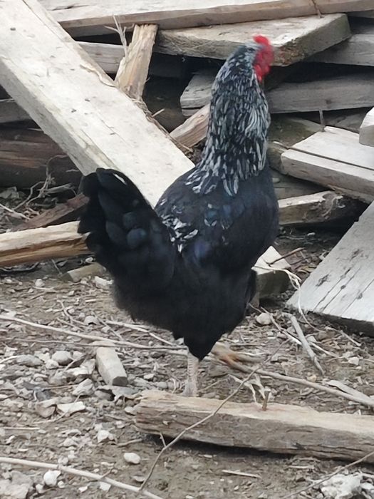 Петухи . 3 шт бар