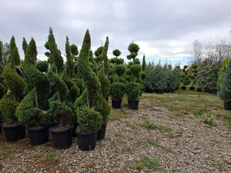 Leilandi la ghiveci înălțimi mari și mici