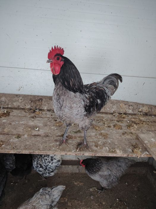 Vând ouă gaina  Australorp albastru și negru. Pentru incubat