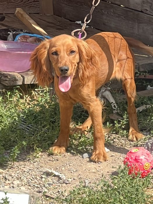 Пропала собака Леди