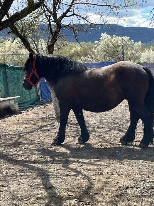 Iapă semigrea românească