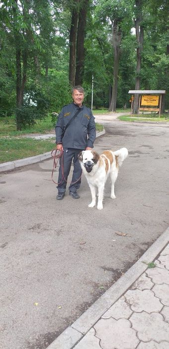 Дрессировка собак