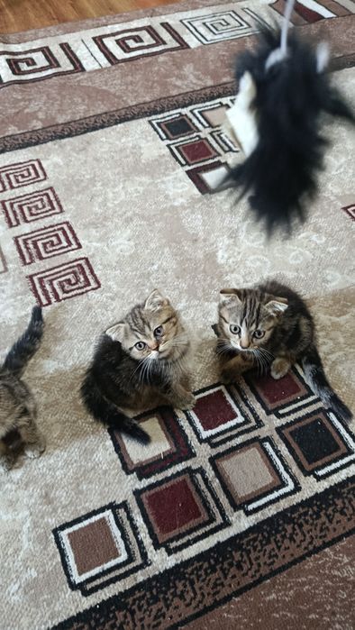 Срочно продам британский котят