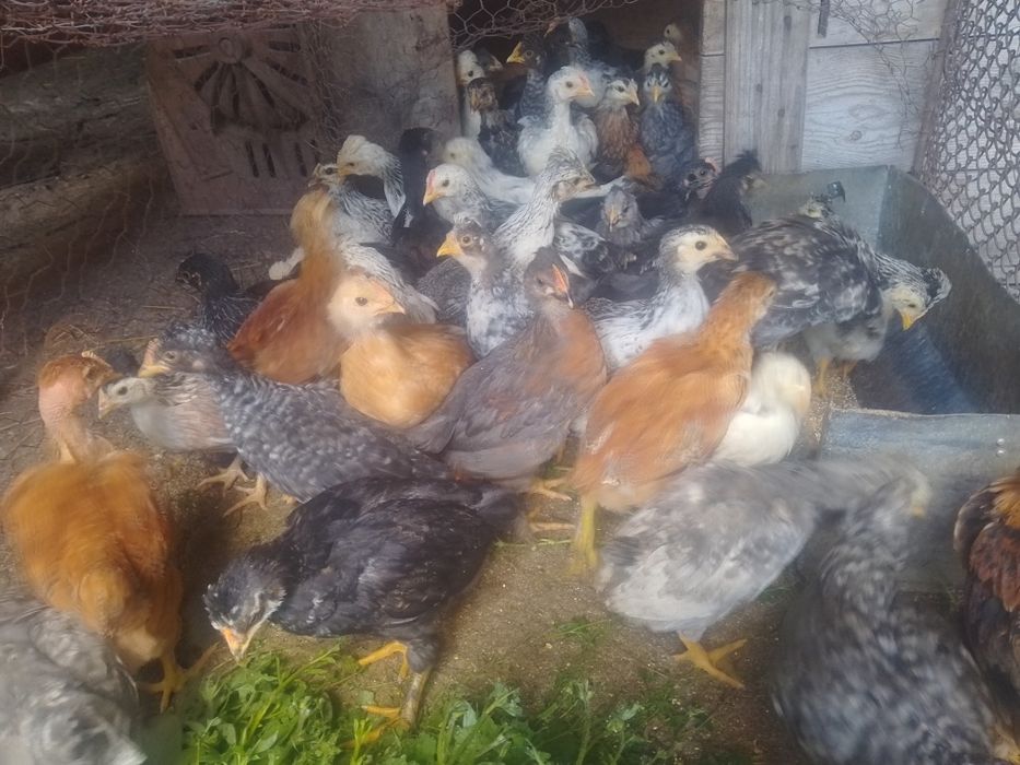Vând găini și porumbei