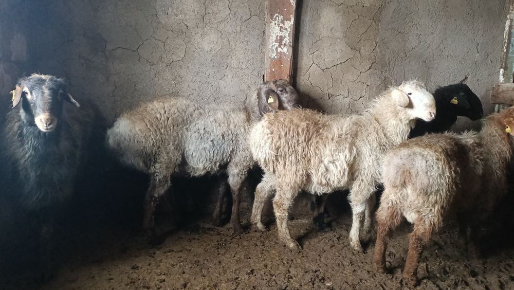 Қошқар, баран,  қой, тоқты, овцы