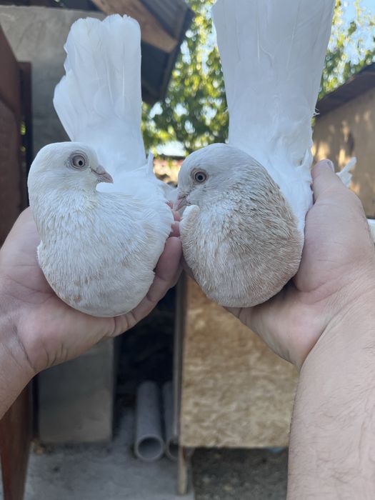 Тасманы На продажу плод есть 25000