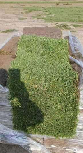 Gazon Rulou, Sisteme de irigare Plante Ornamentale