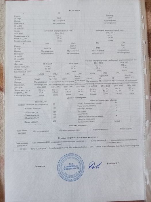 Мұғалжар айғыры сатылады.