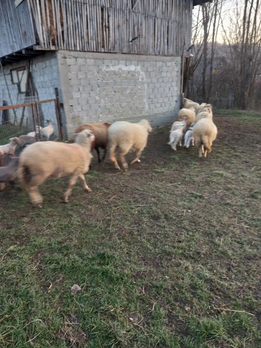 Oi carabase, bergamese