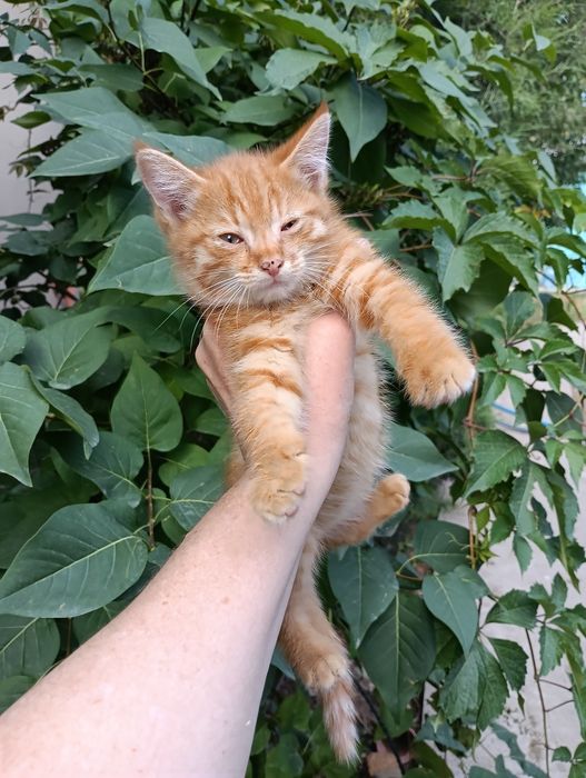 Отдам даром двух котят.