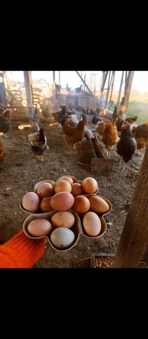 Pui de gaina diferite rase