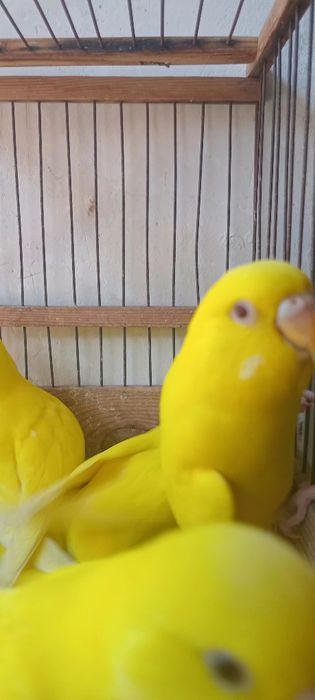 Albinos to'tiqush