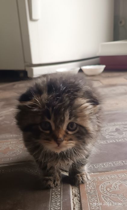 Продаётся котенок. Мушукча сотилади