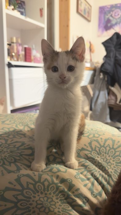 Котенце малко подарявам.