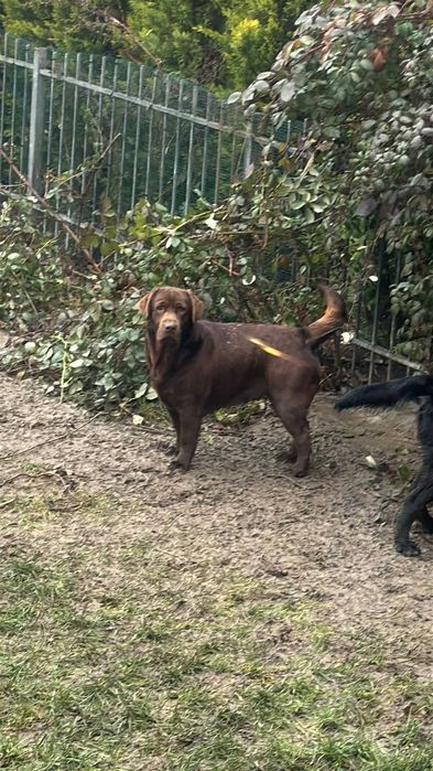 Se dea Caini spre adoptii