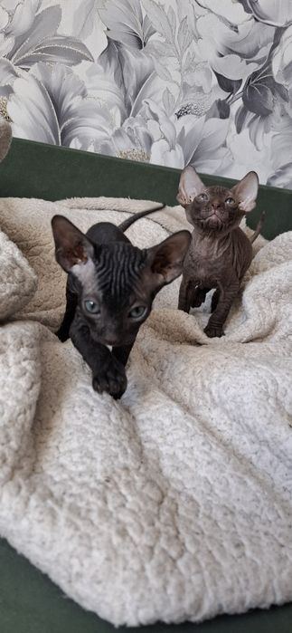 Канадский сфинкс котята