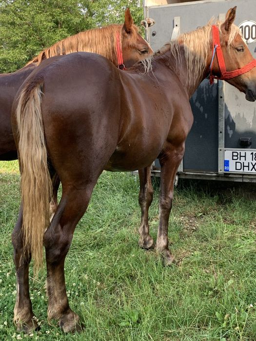 Vand manza 1,5 ani