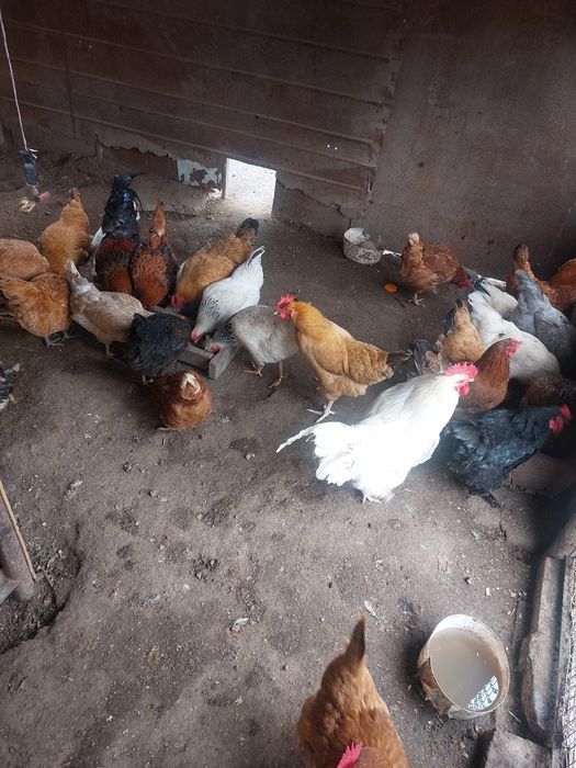 Продаю домашние куры