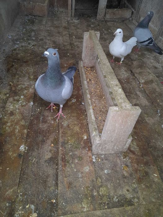 Продавам пощенски гълъби